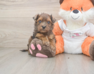 7 week old Havapoo Puppy For Sale - Pilesgrove Pups