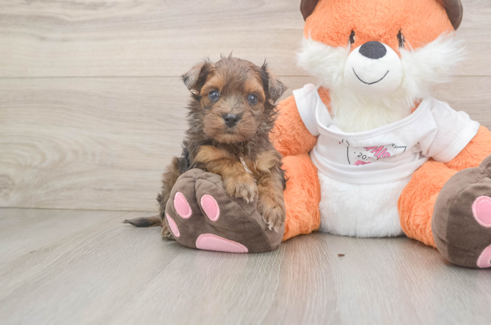 5 week old Havapoo Puppy For Sale - Pilesgrove Pups