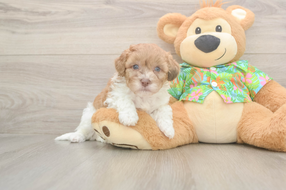 5 week old Havapoo Puppy For Sale - Pilesgrove Pups