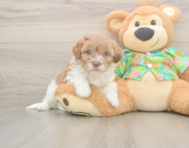 7 week old Havapoo Puppy For Sale - Pilesgrove Pups 7 week old Havapoo Puppy For Sale - Pilesgrove Pups