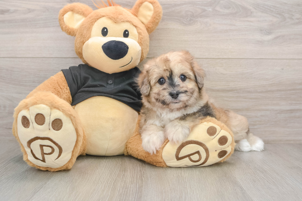 Smart Havapoo Poodle Mix Pup