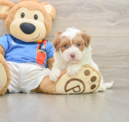 5 week old Havapoo Puppy For Sale - Pilesgrove Pups