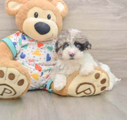 7 week old Havapoo Puppy For Sale - Pilesgrove Pups
