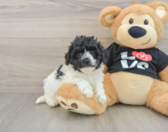 7 week old Havapoo Puppy For Sale - Pilesgrove Pups