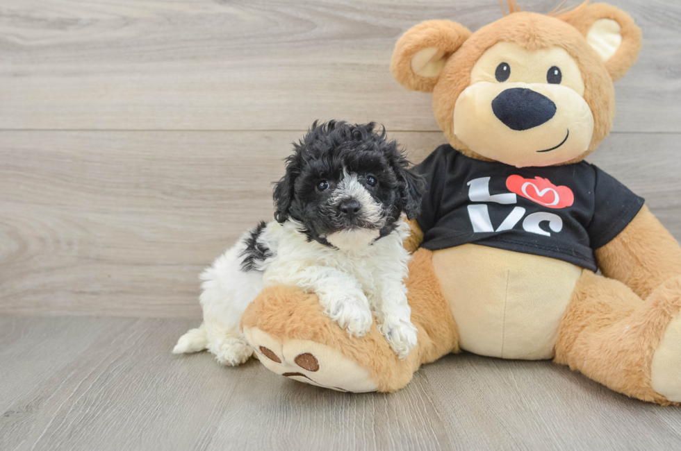 7 week old Havapoo Puppy For Sale - Pilesgrove Pups