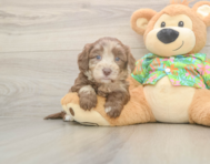 6 week old Havapoo Puppy For Sale - Pilesgrove Pups