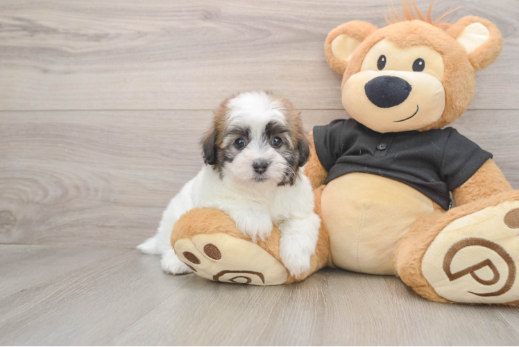 Little Havadoodle Poodle Mix Puppy