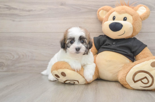 Little Havadoodle Poodle Mix Puppy