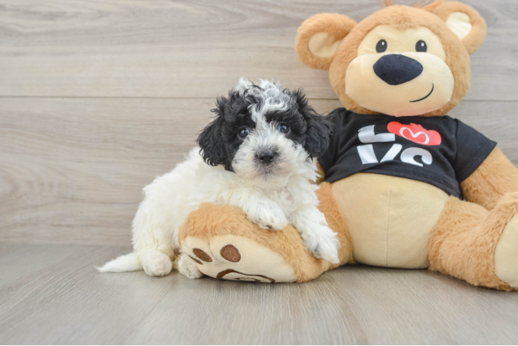 Havapoo Puppy for Adoption