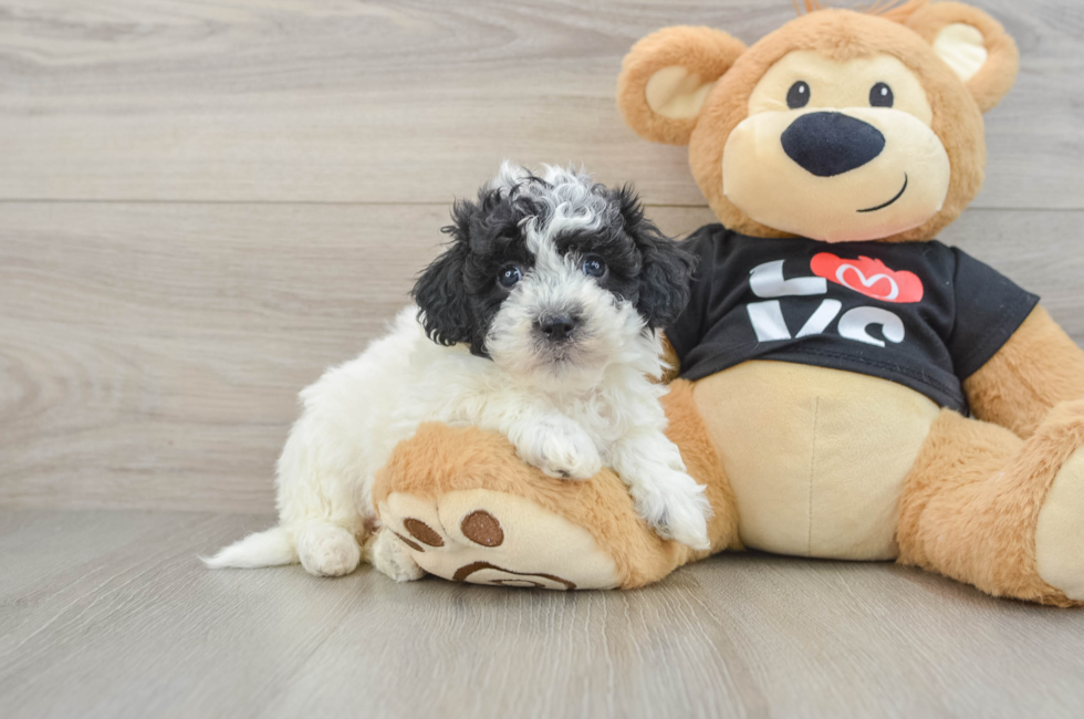 7 week old Havapoo Puppy For Sale - Pilesgrove Pups