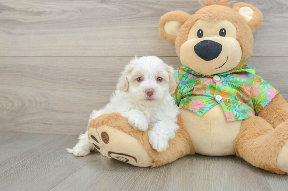 6 week old Havapoo Puppy For Sale - Pilesgrove Pups