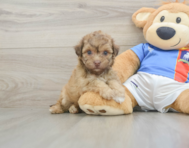 8 week old Havapoo Puppy For Sale - Pilesgrove Pups