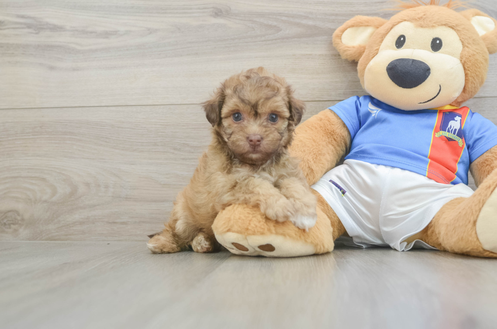 5 week old Havapoo Puppy For Sale - Pilesgrove Pups