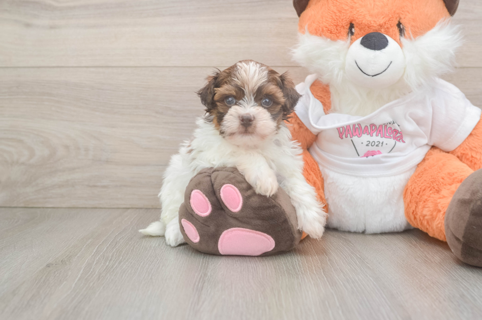 5 week old Havapoo Puppy For Sale - Pilesgrove Pups