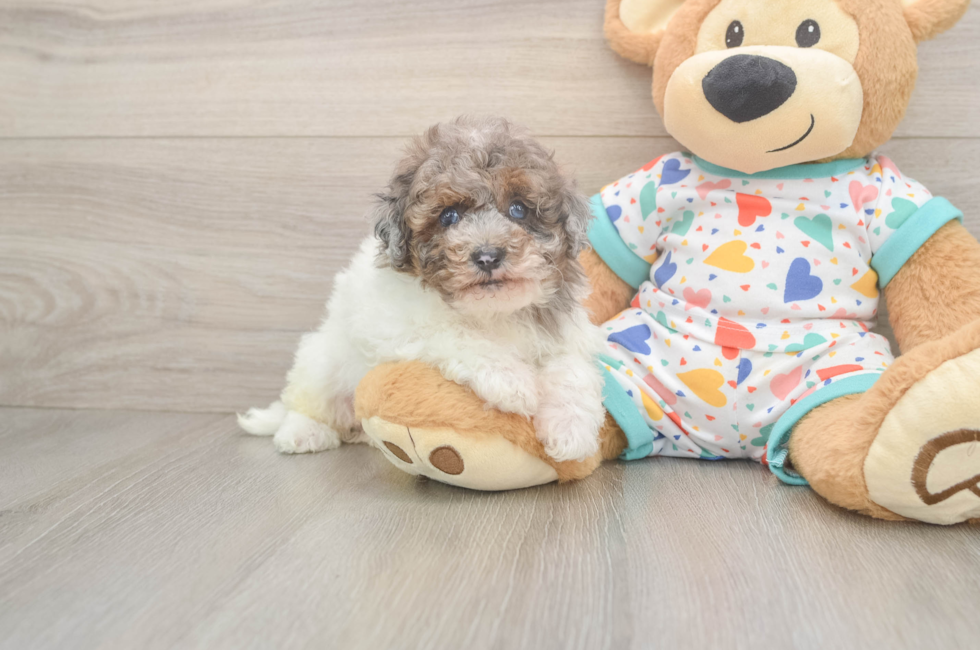 5 week old Havapoo Puppy For Sale - Pilesgrove Pups