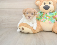 7 week old Havapoo Puppy For Sale - Pilesgrove Pups