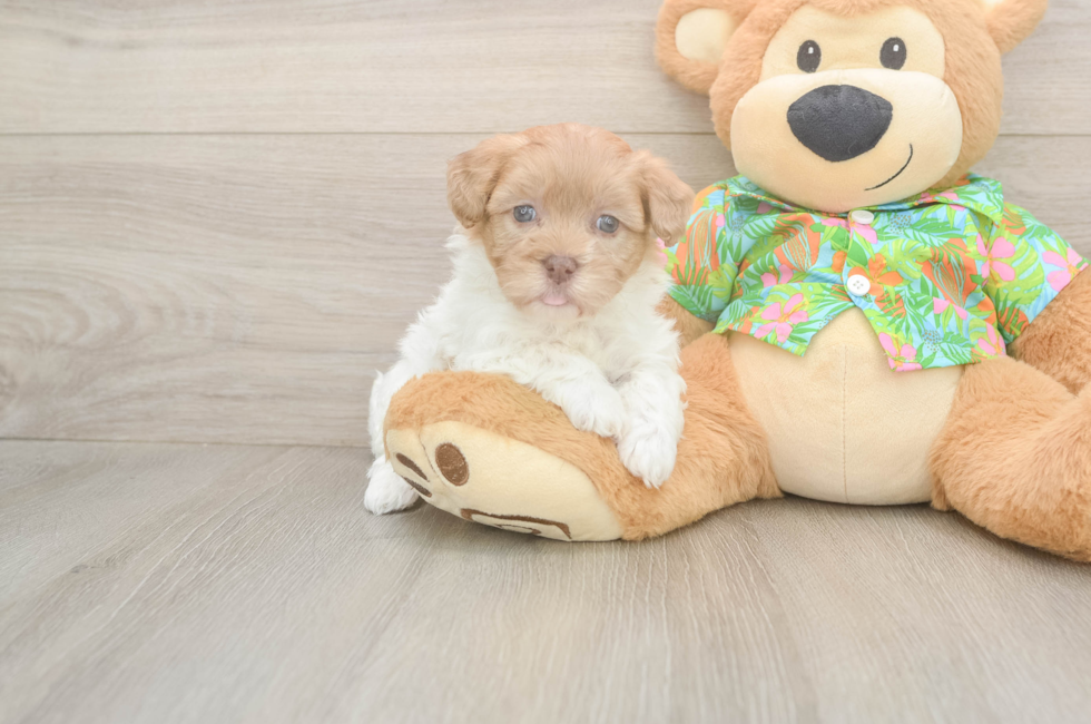 5 week old Havapoo Puppy For Sale - Pilesgrove Pups