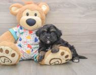 7 week old Havapoo Puppy For Sale - Pilesgrove Pups