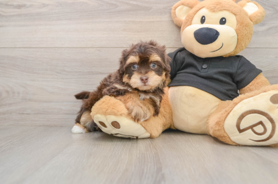 Best Havapoo Baby