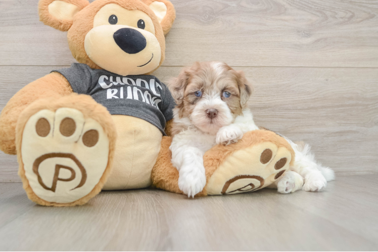 Little Havadoodle Poodle Mix Puppy