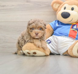 5 week old Havapoo Puppy For Sale - Pilesgrove Pups