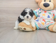 7 week old Havapoo Puppy For Sale - Pilesgrove Pups