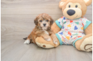 Popular Havapoo Poodle Mix Pup