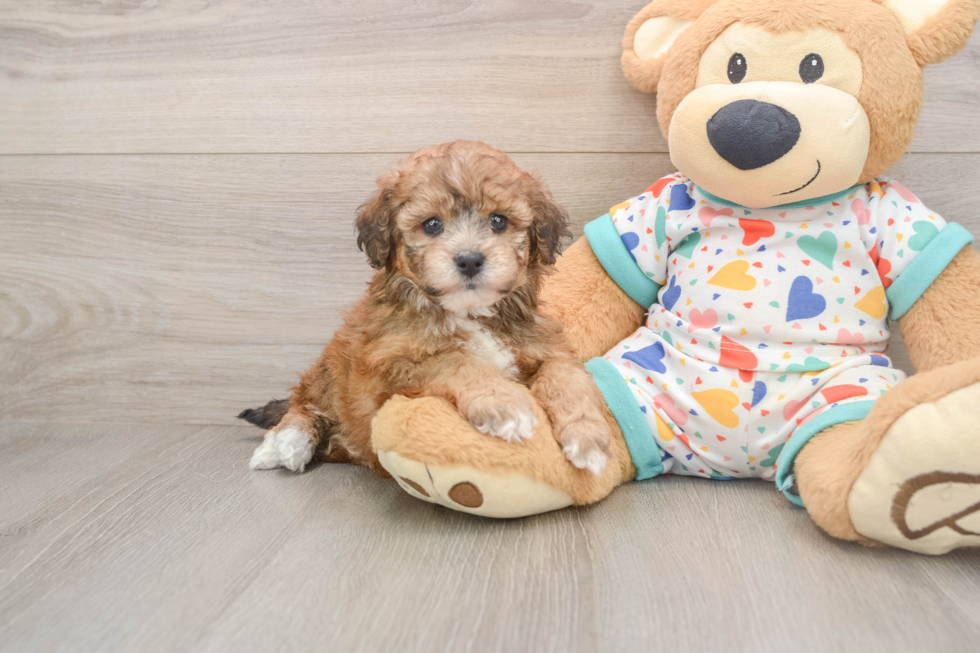 Popular Havapoo Poodle Mix Pup