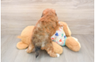 Energetic Havadoodle Poodle Mix Puppy