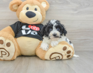 7 week old Havapoo Puppy For Sale - Pilesgrove Pups