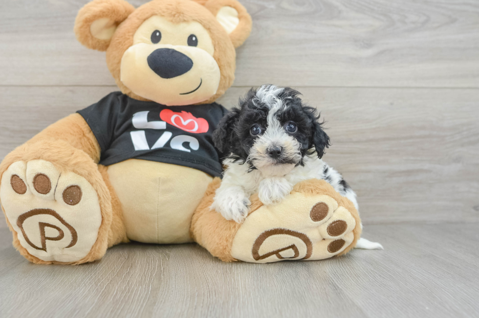7 week old Havapoo Puppy For Sale - Pilesgrove Pups