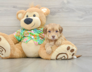 7 week old Havapoo Puppy For Sale - Pilesgrove Pups