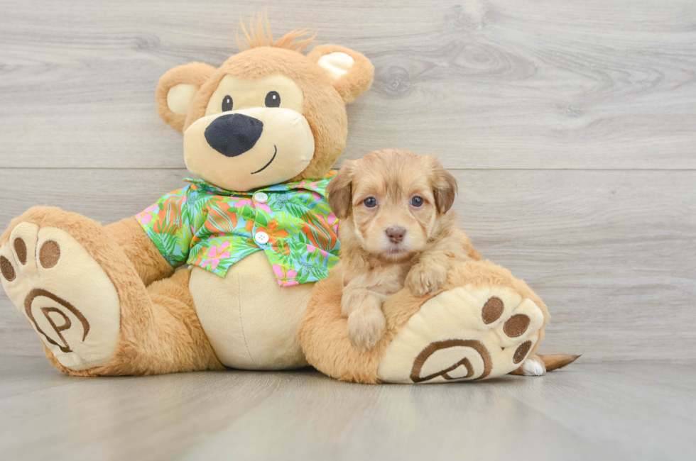 6 week old Havapoo Puppy For Sale - Pilesgrove Pups