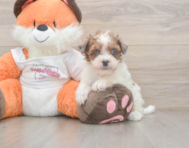 7 week old Havapoo Puppy For Sale - Pilesgrove Pups