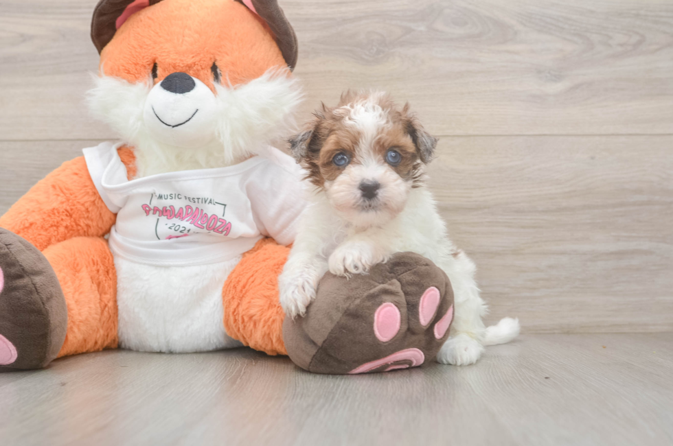 5 week old Havapoo Puppy For Sale - Pilesgrove Pups