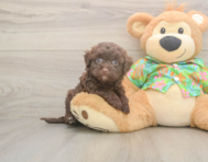 8 week old Havapoo Puppy For Sale - Pilesgrove Pups