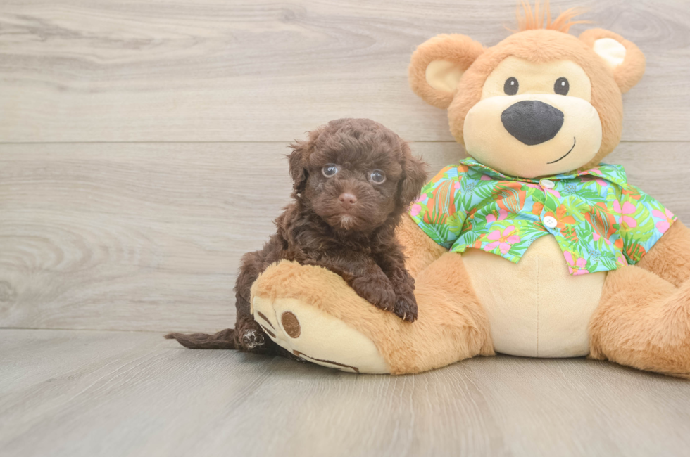 5 week old Havapoo Puppy For Sale - Pilesgrove Pups