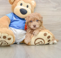 5 week old Havapoo Puppy For Sale - Pilesgrove Pups