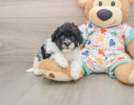 7 week old Havapoo Puppy For Sale - Pilesgrove Pups