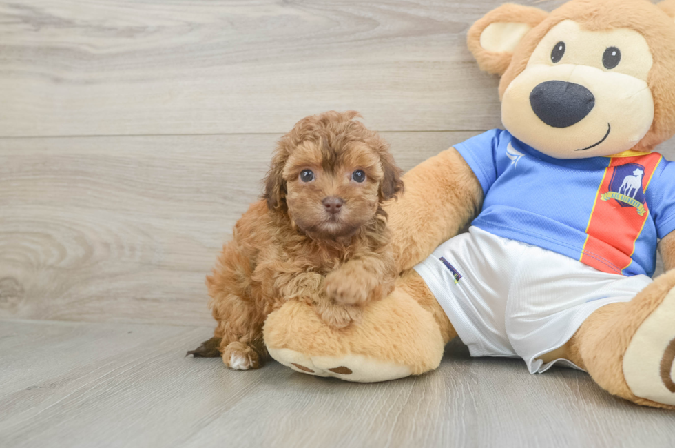 5 week old Havapoo Puppy For Sale - Pilesgrove Pups