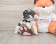 7 week old Havapoo Puppy For Sale - Pilesgrove Pups