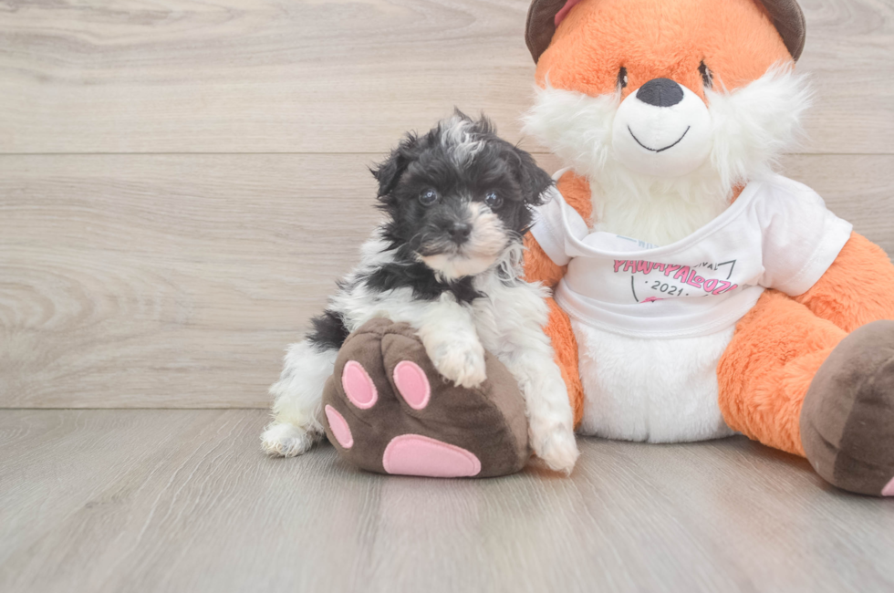5 week old Havapoo Puppy For Sale - Pilesgrove Pups