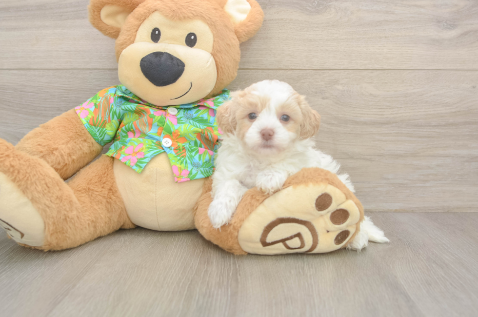 5 week old Havapoo Puppy For Sale - Pilesgrove Pups