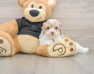 7 week old Havapoo Puppy For Sale - Pilesgrove Pups
