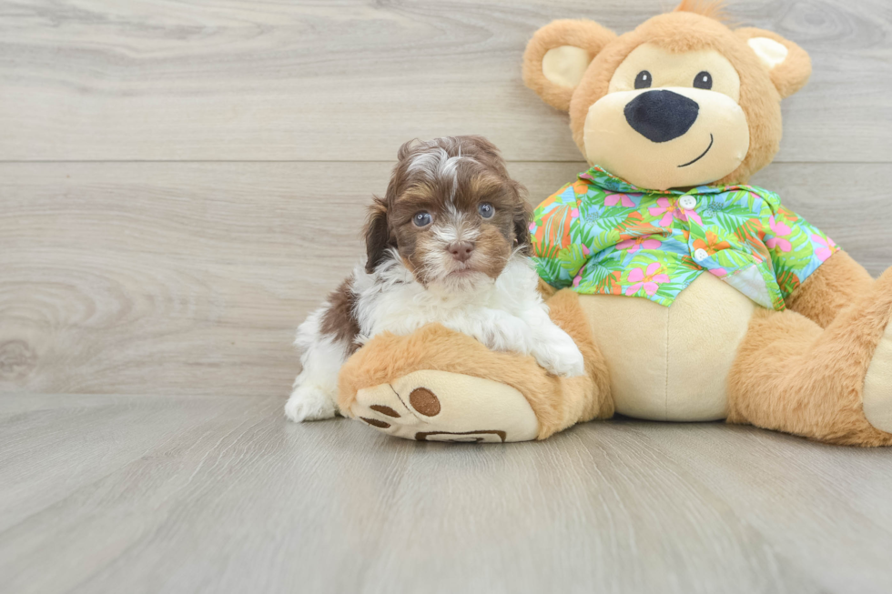 Playful Havadoodle Poodle Mix Puppy