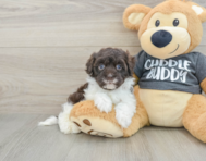 7 week old Havapoo Puppy For Sale - Pilesgrove Pups