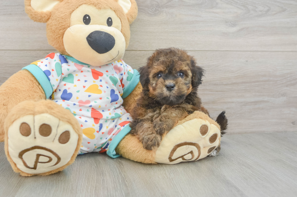 6 week old Havapoo Puppy For Sale - Pilesgrove Pups