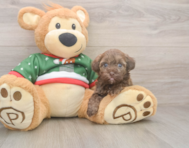 6 week old Havapoo Puppy For Sale - Pilesgrove Pups