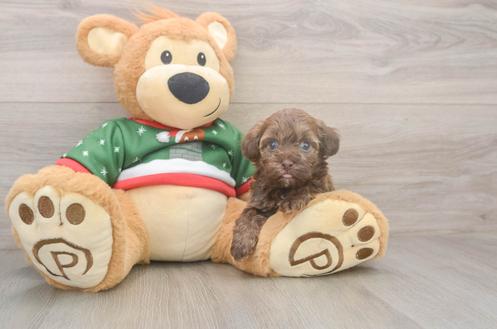 5 week old Havapoo Puppy For Sale - Pilesgrove Pups