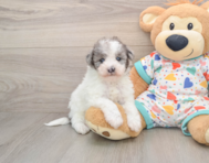 8 week old Havapoo Puppy For Sale - Pilesgrove Pups